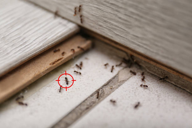 Best Emergency Pest Control  in Helena Valley West Central, MT