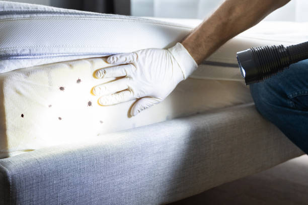 Best Flea Control Services  in Helena Valley West Central, MT