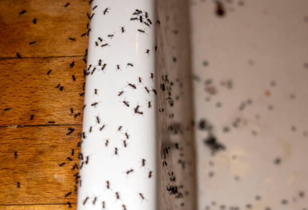 Wildlife Control Services in Helena Valley West Central, MT