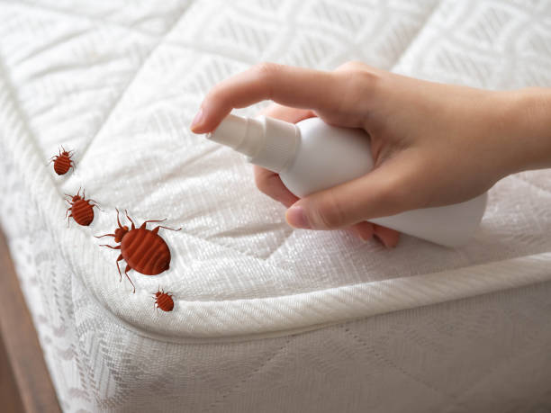 Professional Pest Control in Helena Valley West Central, MT