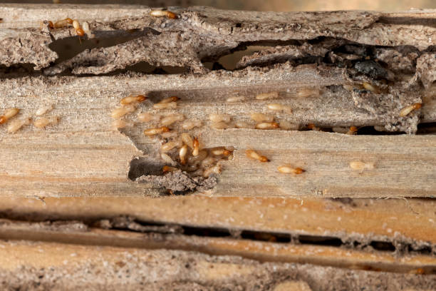 Best Pest Control Near Me in Helena Valley West Central, MT