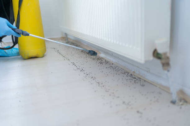 Best Wasp Removal Services  in Helena Valley West Central, MT